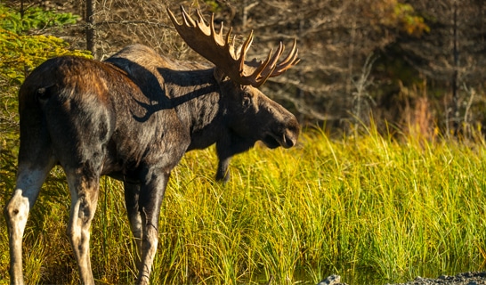 Ahtna Marine & Construction Co., LLC (AMCC)